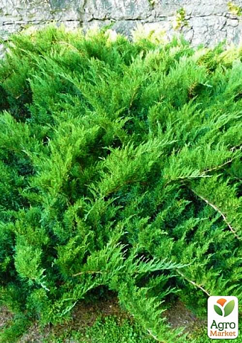 Можжевельник казацкий "Tamariscifolia" С2, высота 25-30см - фото 3