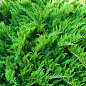 Можжевельник казацкий "Tamariscifolia" С2, высота 25-30см цена