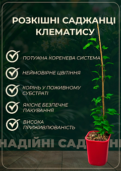 Клематис 2-х річний «Piilu» С222
