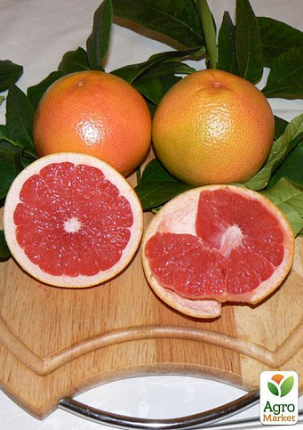 Грейпфрут "Красный рубин" (саженец 2 года) - фото 3