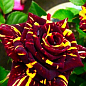 Троянда чайно-гібридна "Абракадабра" (Abracadabra®) (саджанець класу АА +) вищий сорт