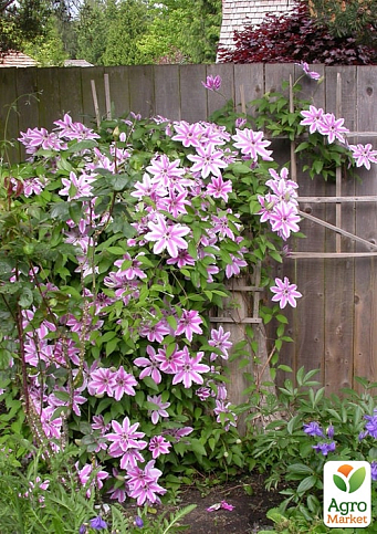 LMTD Клематис 2-х летний "Nelly Moser" (высота 40-60 см) - фото 4