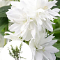 Жасмин гібридний садовий (чубушник) "Minnesota Snowflake" С3