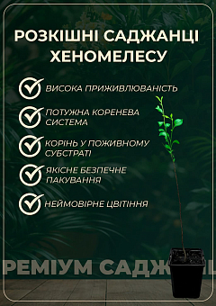 Ексклюзив! Хеномелес японський "Вітамінний" (Vitamin) (преміальний сорт японської айви, скороплідних) 1