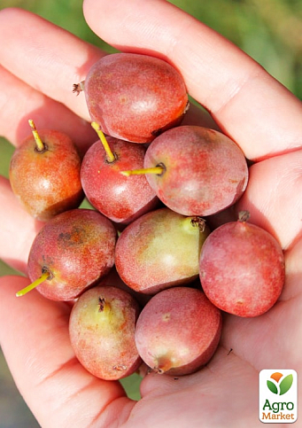 Актинидия 2-х летняя аргута "Баерн-Киви" (мини-киви, морозостойкий сорт) вазон С2, высота 45-85см - фото 5