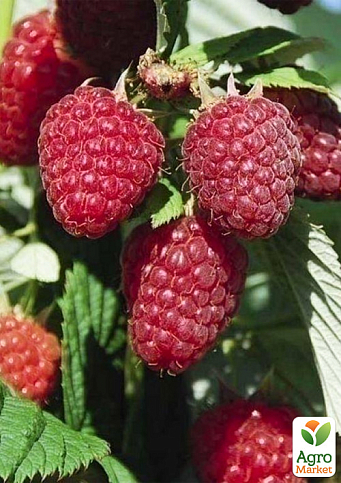 LMTD Малина "Malling Promise" (сортовая, укорененная) - фото 3