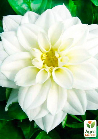 LMTD Жоржина низькоросла великоквіткова "Figaro White Shades" (квітуча) - фото 2