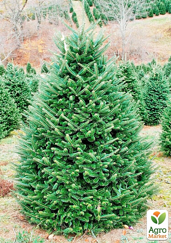 Ялиця бальзамічна "Казковий сад" (Fairy Garden) горщик P9