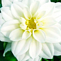 LMTD Георгина низкорослая крупноцветковая "Figaro White Shades" (цветущая) купить