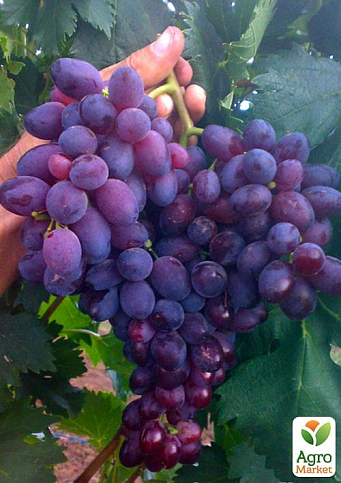 Виноград вегетирующий "Богун" 