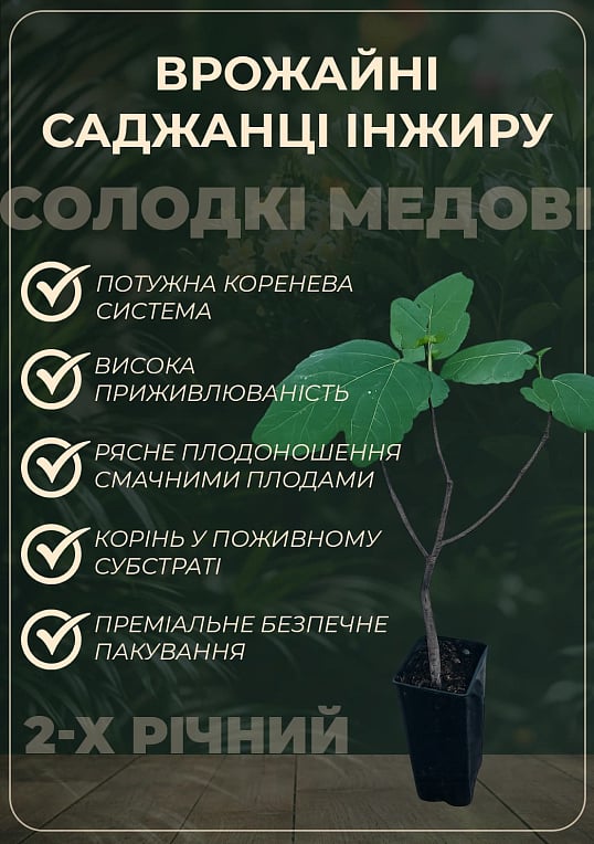 Инжир фиолетовый "Черный Принц" саженец 2 года (ремонтантный, крупноплодный сорт, средний срок созревания)