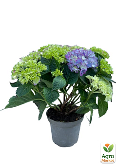 LMTD Гортензия махровая цветущая 2-х летняя "Tabletensia Purple" (15-30см)20