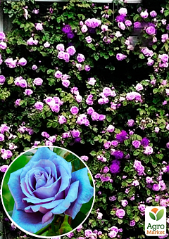 Роза плетистая голубая с розовым оттенком и блестящей листвой "Кэтти" (Kathy) (саженец класса АА+)2