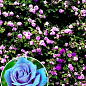 Роза плетистая голубая с розовым оттенком и блестящей листвой "Кэтти" (Kathy) (саженец класса АА+)