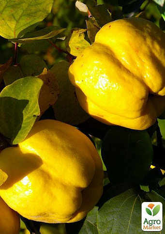 Эксклюзив! Айва яблоковидная сочно-желтого насыщенного цвета "Искорка" (Sparklet) (премиальный, высокоурожайный сорт) - фото 2