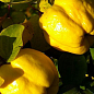 Эксклюзив! Айва яблоковидная сочно-желтого насыщенного цвета "Искорка" (Sparklet) (премиальный, высокоурожайный сорт) купить