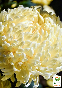 Хризантема срезочная "Кремист белый" (укорененный черенок высота 5-10 см)1