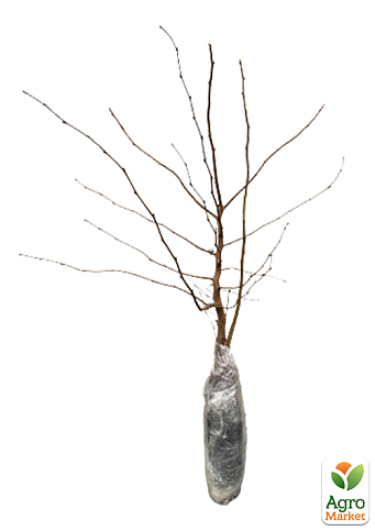 Фундук "Барселонський" (перехресне запилення, садити по 2 шт) - фото 6