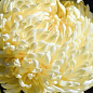 Хризантема срезочная "Кремист белый" (укорененный черенок высота 5-10 см)