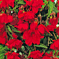 Бегонія ампельна "Каскад червона" 1шт
