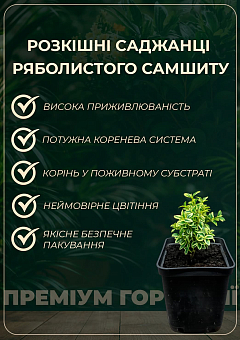 Самшит буксус вічнозелений ряболистий "Elegans" (горщик Р9)6