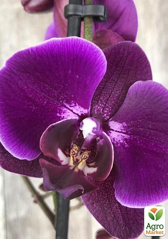 Орхидея Мини (Phalaenopsis) "Purple" - фото 3