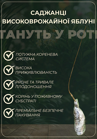 Эксклюзив! Яблоня красная "Голубка" (Dove) (премиальный крупноплодный сорт, поздний срок созревания) - фото 2