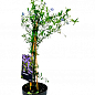 LMTD Цеанотус деревоподібний "Trewithen Blue" (60-70см) цена
