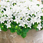 Кампанула квітуча "Isophylla Atlanta White" (Нідерланди) цена