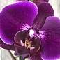 Орхидея Мини (Phalaenopsis) "Purple" цена