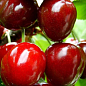 Черешня "Гигантелла" (летний сорт, средний срок созревания)