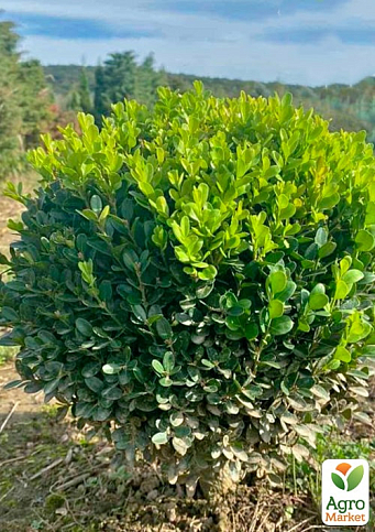 Самшит  вечнозеленый "Суфрутикоза" (Suffruticosa) - фото 4