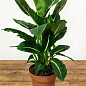 Дифенбахія (Dieffenbachia) "Green Magic" висота 40-60см
