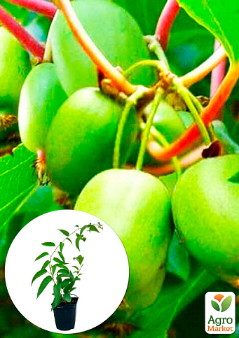 Актинидия "Вити Киви" самоопыляемый! (мини-киви, самоплодный сорт, средний срок созревания) 