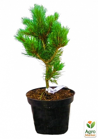 Сосна "Негиши" (Pinus parviflora "Negishi") C2, высота 30-40см - фото 2