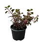 Очиток ложный "Кровь Драконов" (Sedum spurium "Dragons Blood") купить