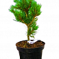 Сосна "Негиши" (Pinus parviflora "Negishi") C2, высота 30-40см купить