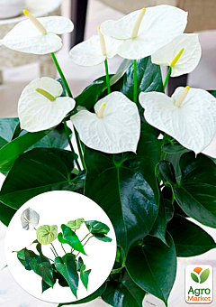 Антуріум (Anthurium) "Bianco" висота 35-45см з Нідерландів 1 саджанець в упаковці (кімнатний)