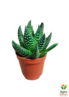 LMTD Хавортия "Margaritifera" (5,5)3