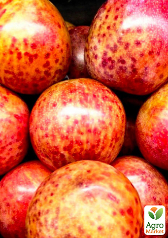 Гибрид слива+абрикос "Триумф" (сладкий, очень урожайный сорт) - фото 3