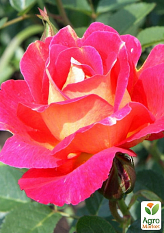 Ексклюзив! Троянда паркова "Терракот" (Terracotta) (саджанець класу АА+) вищий сорт2