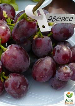 Виноград "Еверест" (ранньостиглий, велика ягода, маса грони 600-1200гр) 1 саджанець в упаковці1