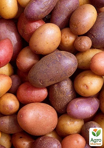 Посадкова картопля, мікс сортів, розпродаж (3-й сорт), вага 1кг