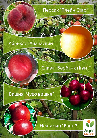 Дерево-сад "Мультифрукт" Персик1+Абрикос+Слива+Вишня+Персик2