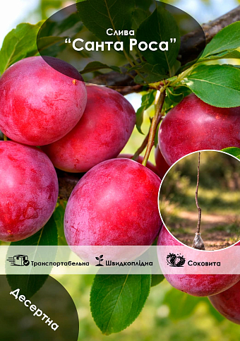 Эксклюзив! Слива "Санта Роса" (Santa Rosa)  (премиальный летний сорт, средний срок созревания)
