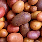Посадкова картопля, мікс сортів, розпродаж (3-й сорт), вага 1кг
