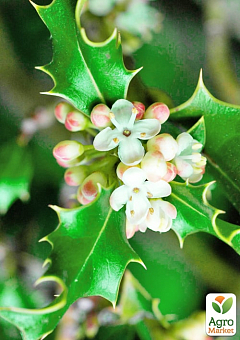 Падуб остролистный (Ilex aquifolium) вазон Р916