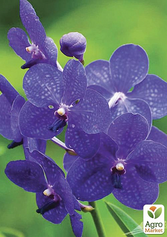 Орхидея фиолетовая "Морта" ТМ "Vesna Exсlusivе" 10шт