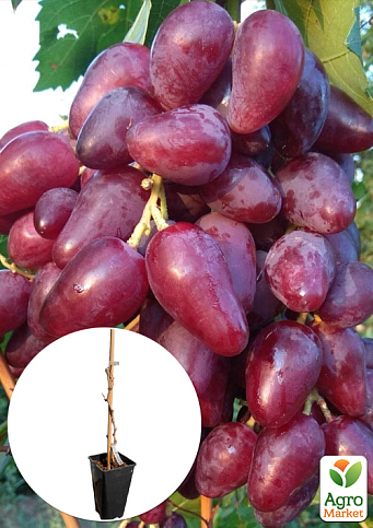 Виноград столовый "Дубовский розовый" (укорененный саженец в контейнере)
