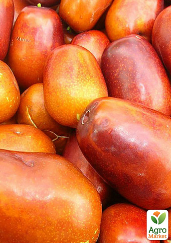 Зізіфус 2-х річний щеплений "Родослав" (ранній, великоплідний сорт) - фото 2